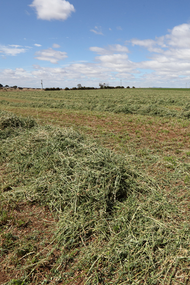 Oats and rolled oats are a popular grain from Barunah