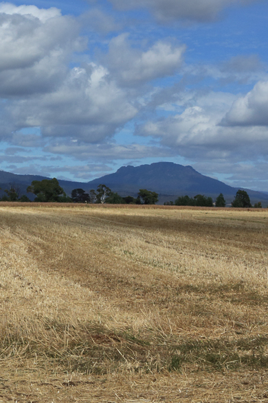 Oats and rolled oats are a popular grain from Barunah
