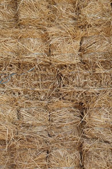 Oats and rolled oats are a popular grain from Barunah