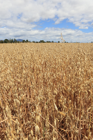 Oats and rolled oats are a popular grain from Barunah